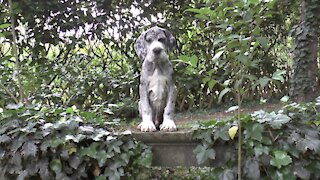 New Puppy Examines the Garden