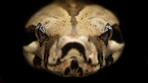 What Snakes Think