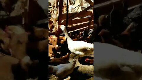 #goodmorning #sundaymorning #chickens #freerange #layers #homesteading #farmanimals #farmlife