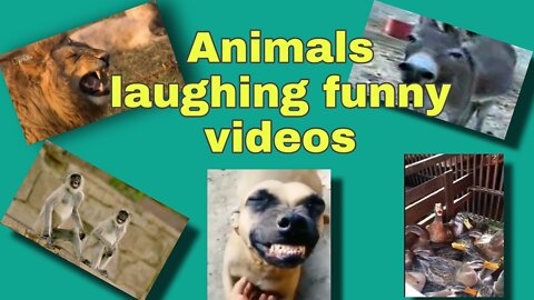 Animals laughing funny videos