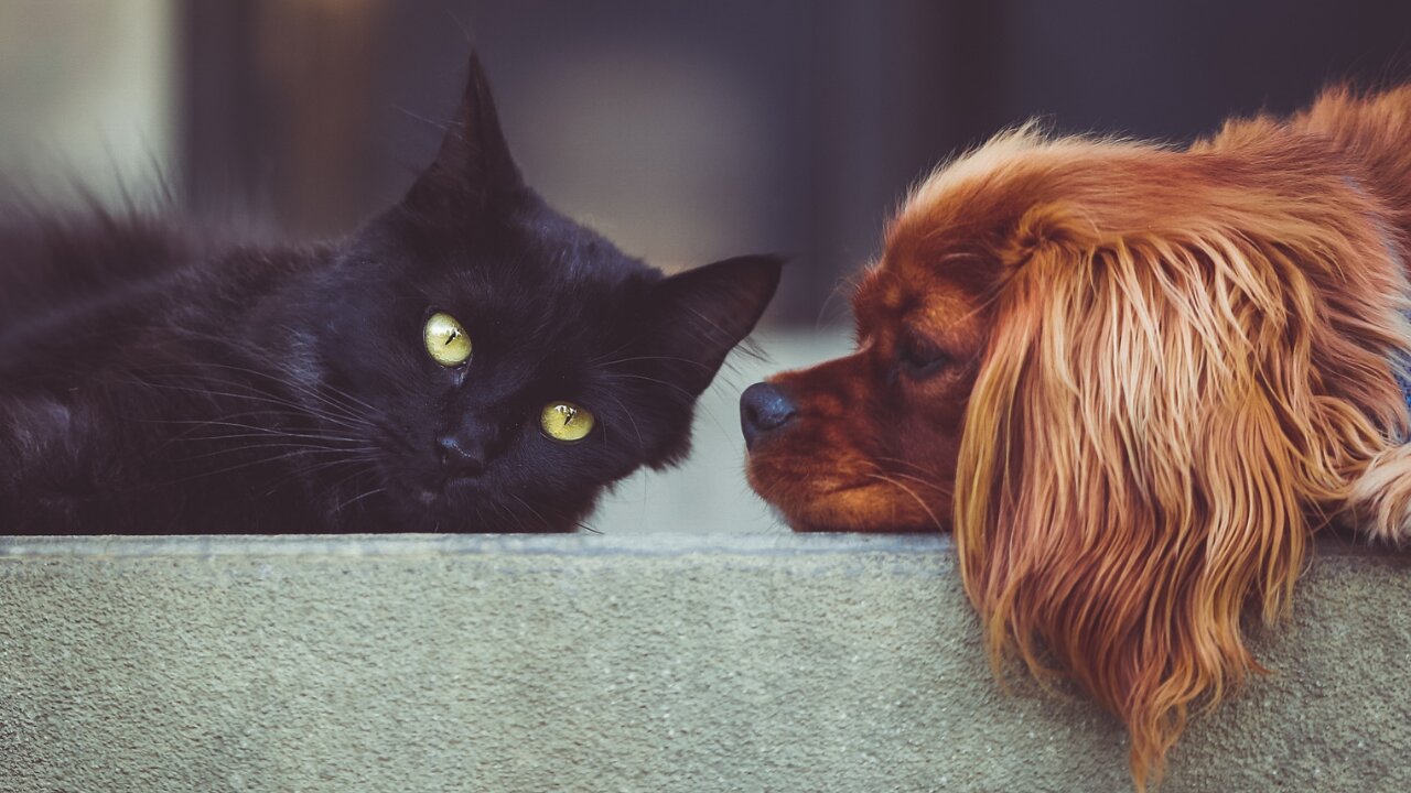 How to train your dog to leave your cat alone with few simple hacks