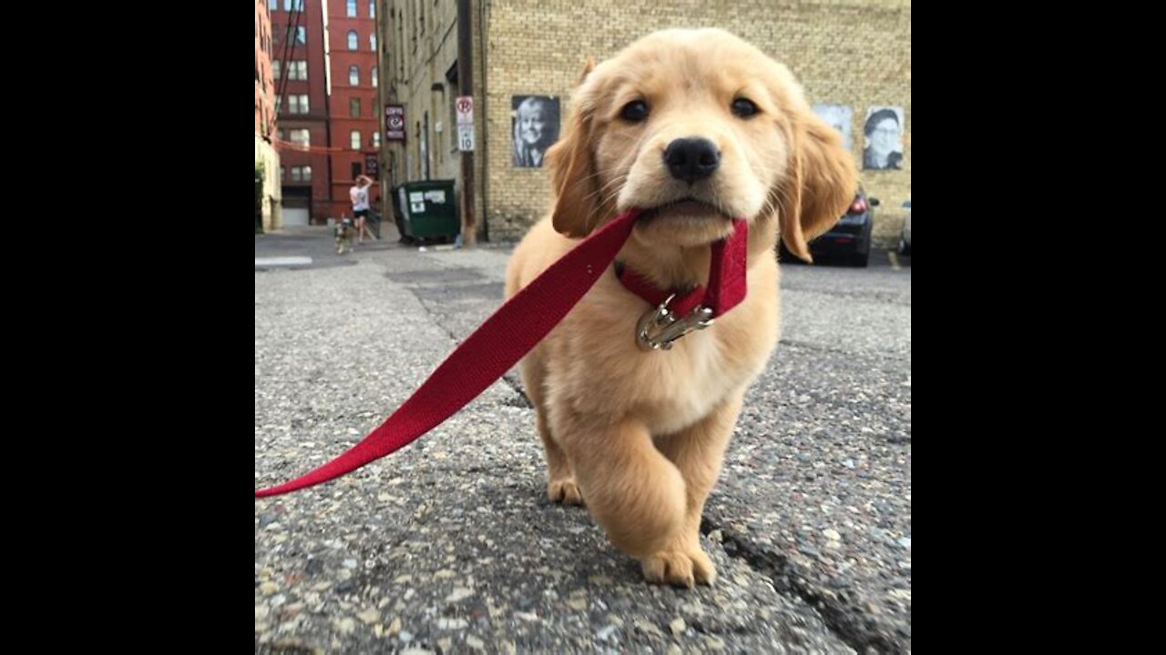 Train your new puppy to walk with a leash in less then 5 minutes!!!