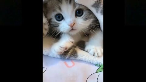 AWW Funny and Cute Pets Compilation