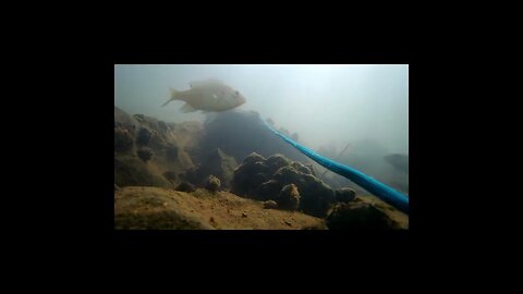 Underwater in the Tennessee River