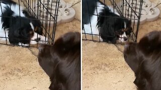 Puppy moves cage to get closer to Newfie bestie