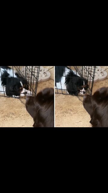 Puppy moves cage to get closer to Newfie bestie