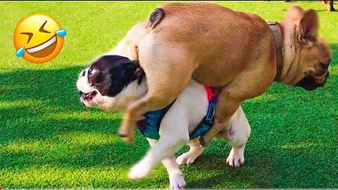 Funny Animal Videos 2023 - Funniest Dogs and ...