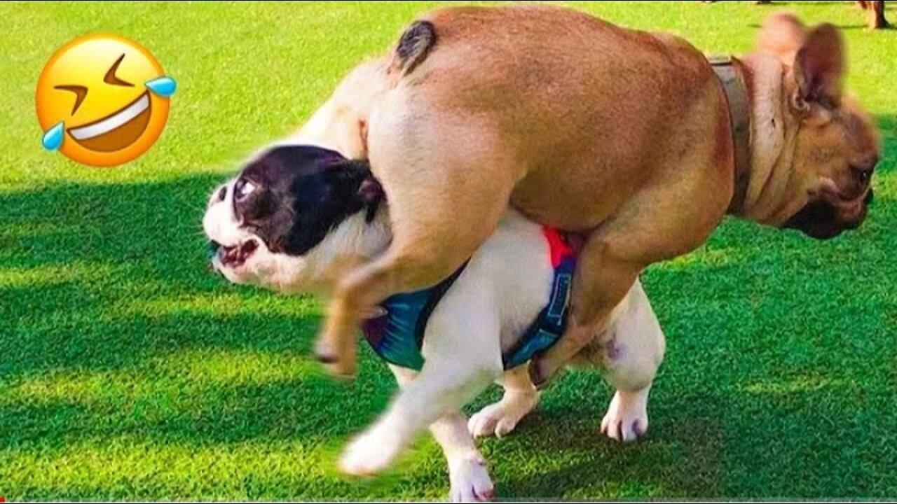 Funny Animal Videos 2023 - Funniest Dogs and ...