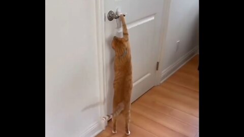 CAT IS OPENING DOOR LOCK