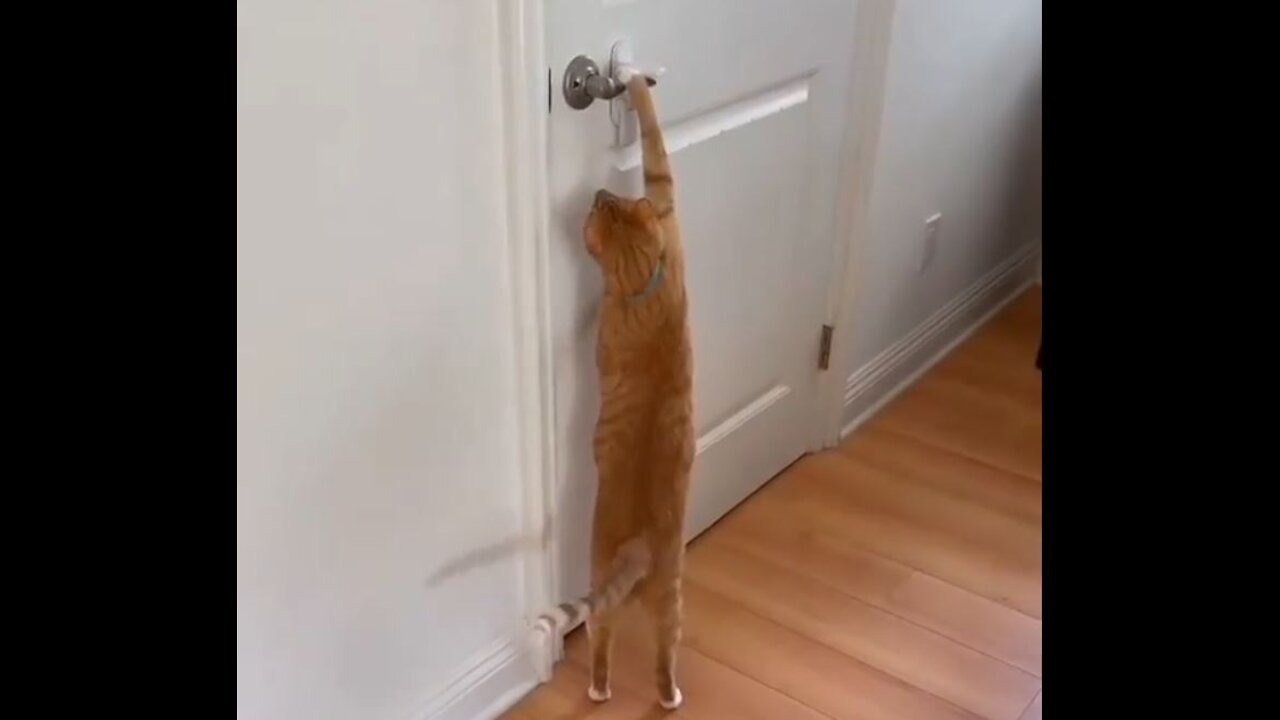 CAT IS OPENING DOOR LOCK