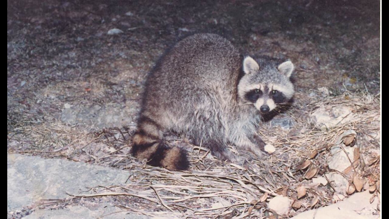 Raccoons in Germany Have Started to Steal Beer