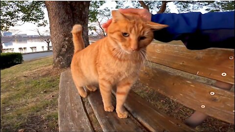 There is a ginger cat cat in the yard in the garden, so when I pet it, the cat sits next to it