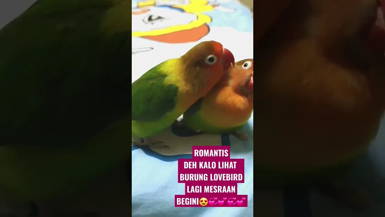 ROMANTIS BANGET KALO LIHAT SEPASANG LOVEBIRD SEDANG BERDUAAN❤❤❤