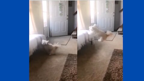 Dog makes man learn a lesson !! Must watch video !! Never give up!!