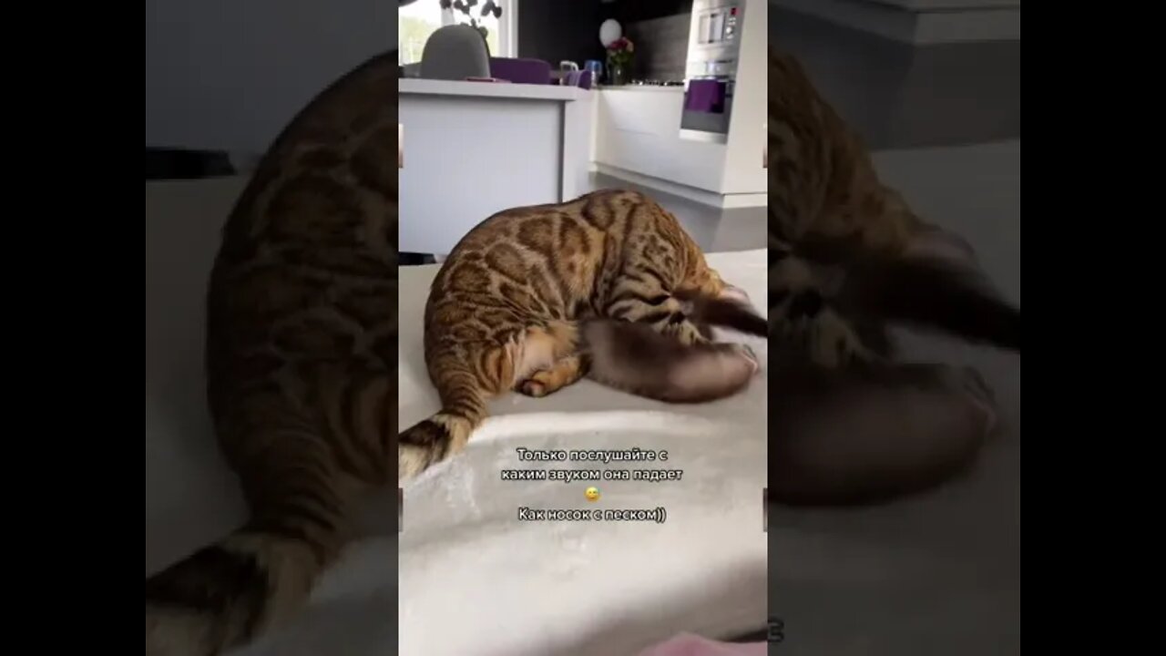 #shorts Смешные Коты Из Тик Тока 53 Funny Cats From Tiktok