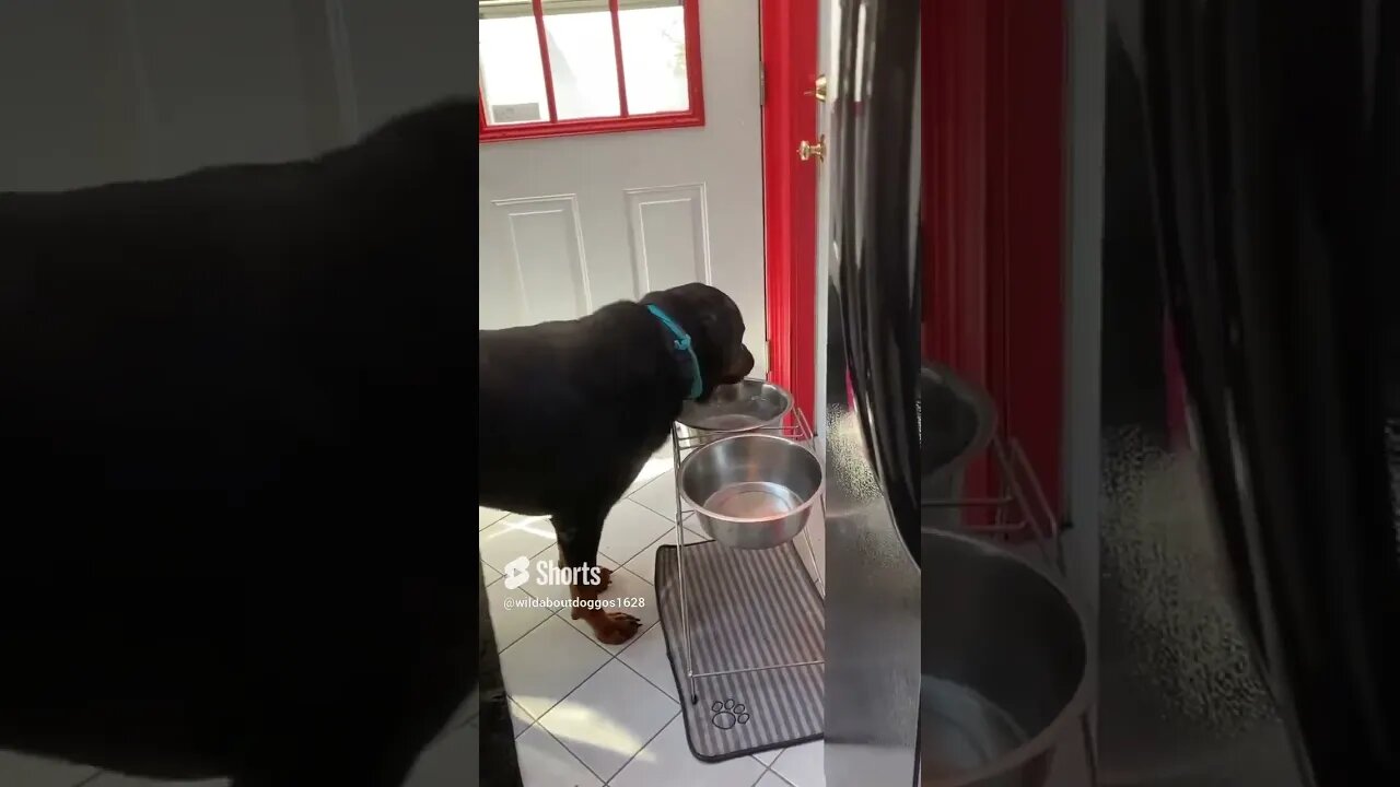 Thunder likes to dive into his water bowl 1