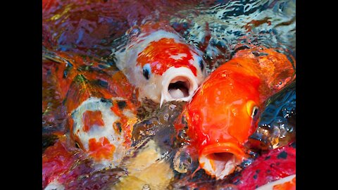 THE TRUTH ABOUT KOI FISH.. these fish can get really old! | Interesting Facts