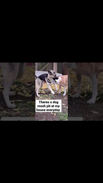 When Your Dogs Go Full Metal 🤟#shorts #moshpit