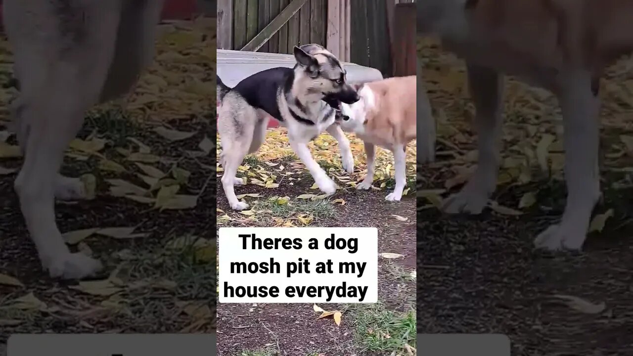 When Your Dogs Go Full Metal 🤟#shorts #moshpit