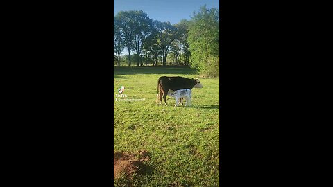 Momma cow feeding baby calf.