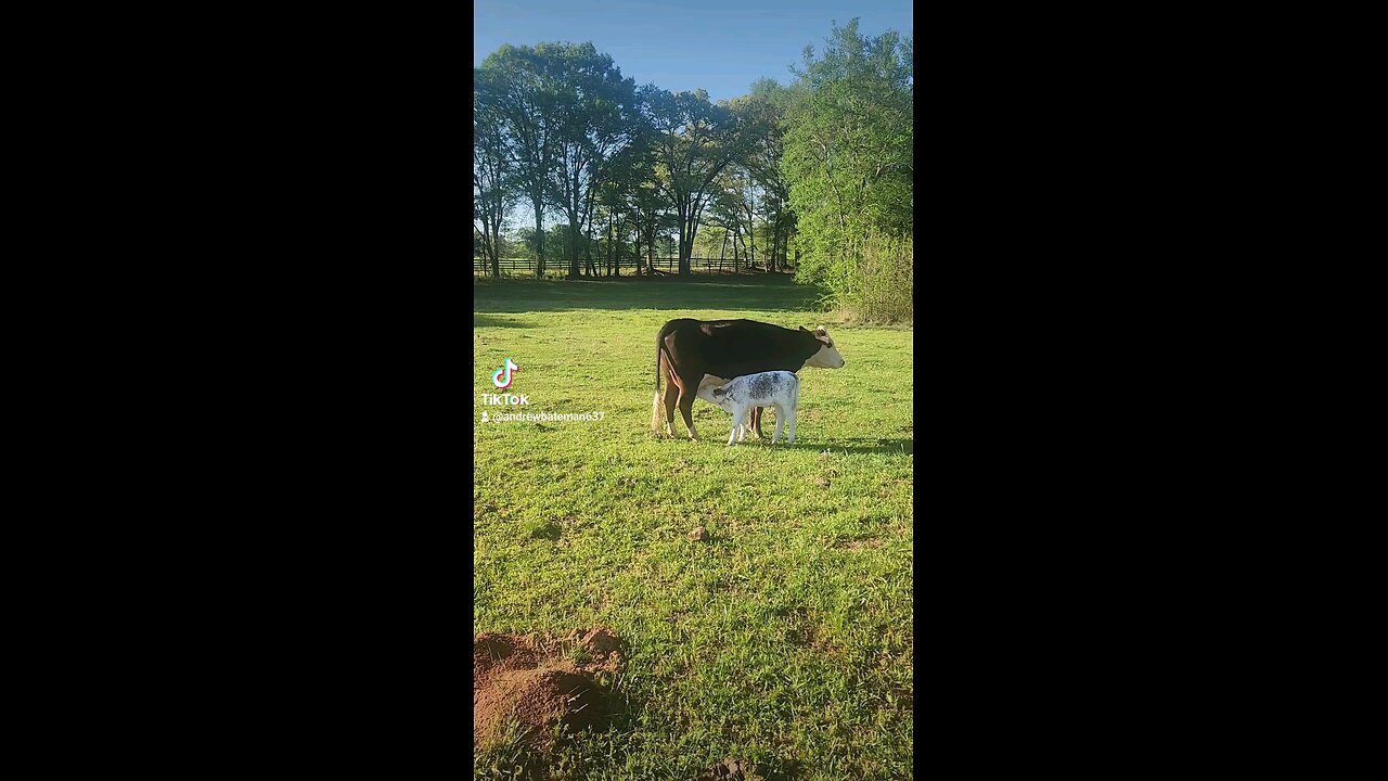 Momma cow feeding baby calf.