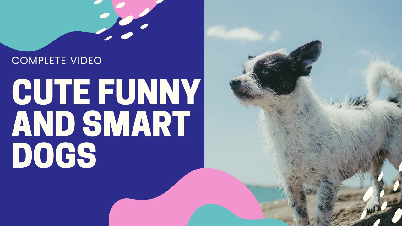 Cute Funny and Smart Dogs Compilation Cute Buddy