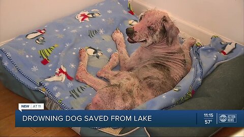 Neighbors rescued dog found treading water in Pasco County