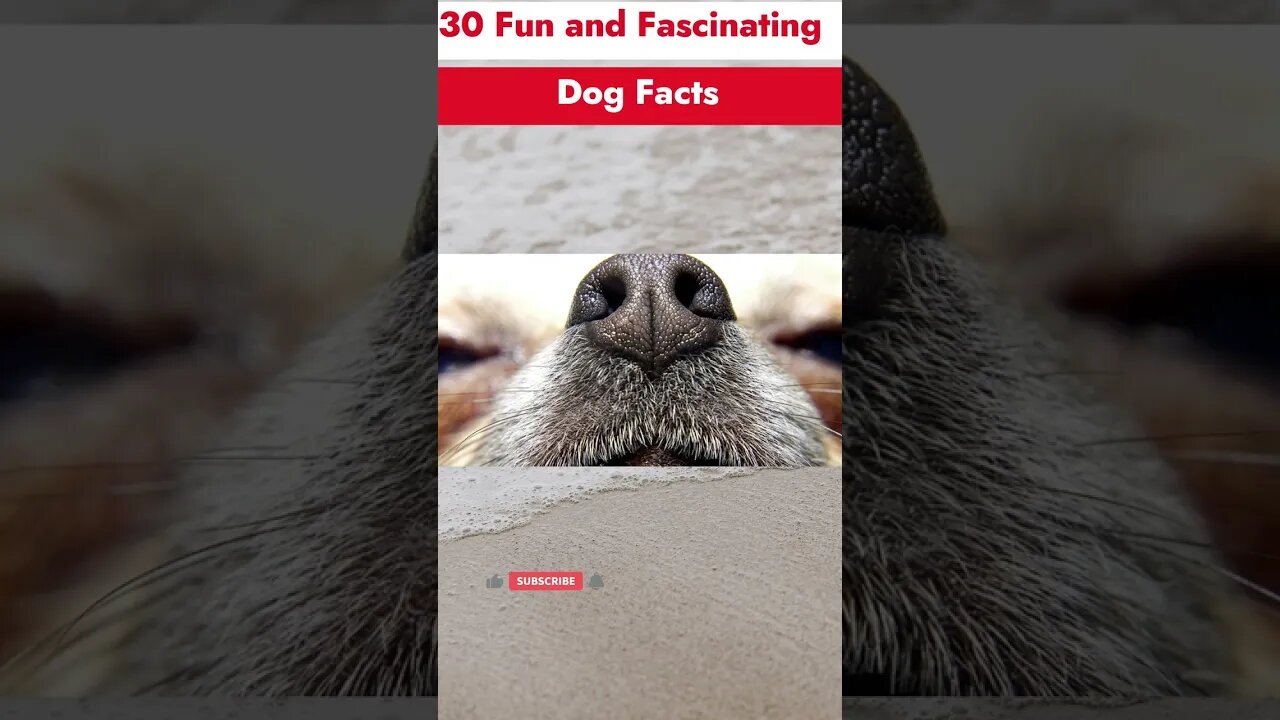 30 Fun and Fascinating Dog Facts #dog #dogsoftiktok #doglover