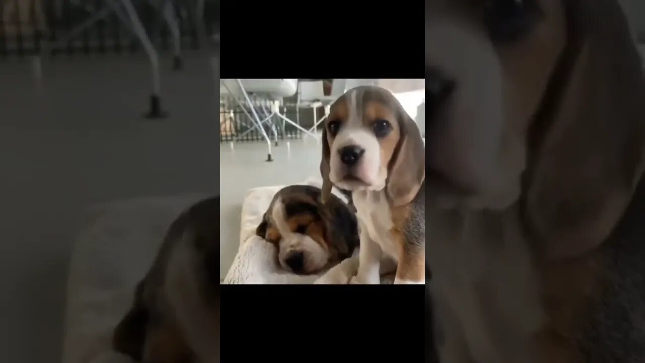 puppy abusing 😯😯 , cute puppy 🐕 , lazy puppy 🐶 cute baby dog, funny dog video, baby and dog