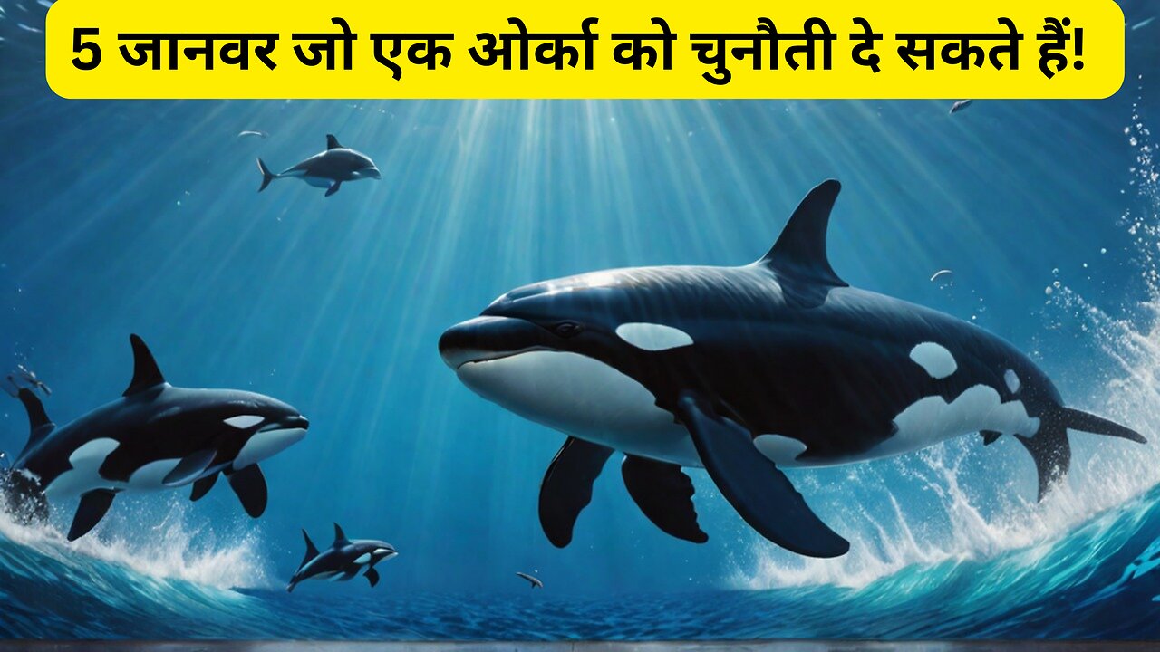 5 जानवर जो एक ओर्का को चुनौती दे सकते हैं! -5 MIGHTY Beasts Vs Orca! Can They SURVIVE? (