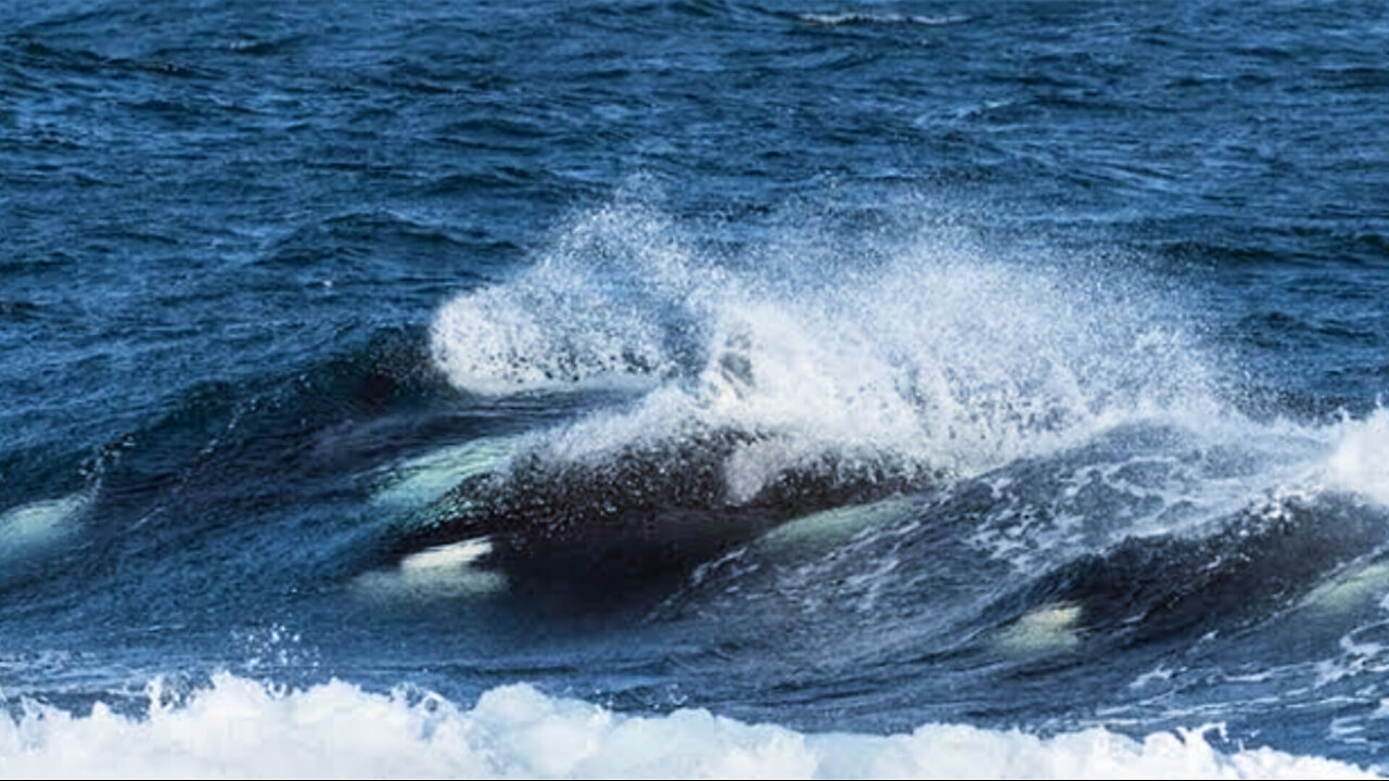 Whale of a Tale: Orcas and Yachts in Gibraltar