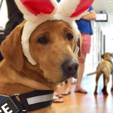 Police Dogs Visit Kids In Hospital