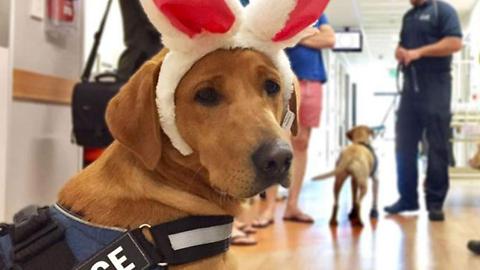 Police Dogs Visit Kids In Hospital