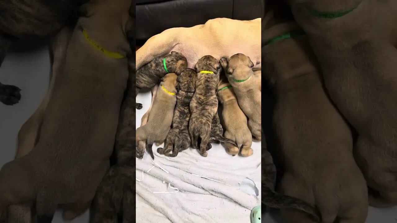 Ch Goody litter. Too big to be nursing !! LonelyCreek puppies Bullmastiff ￼