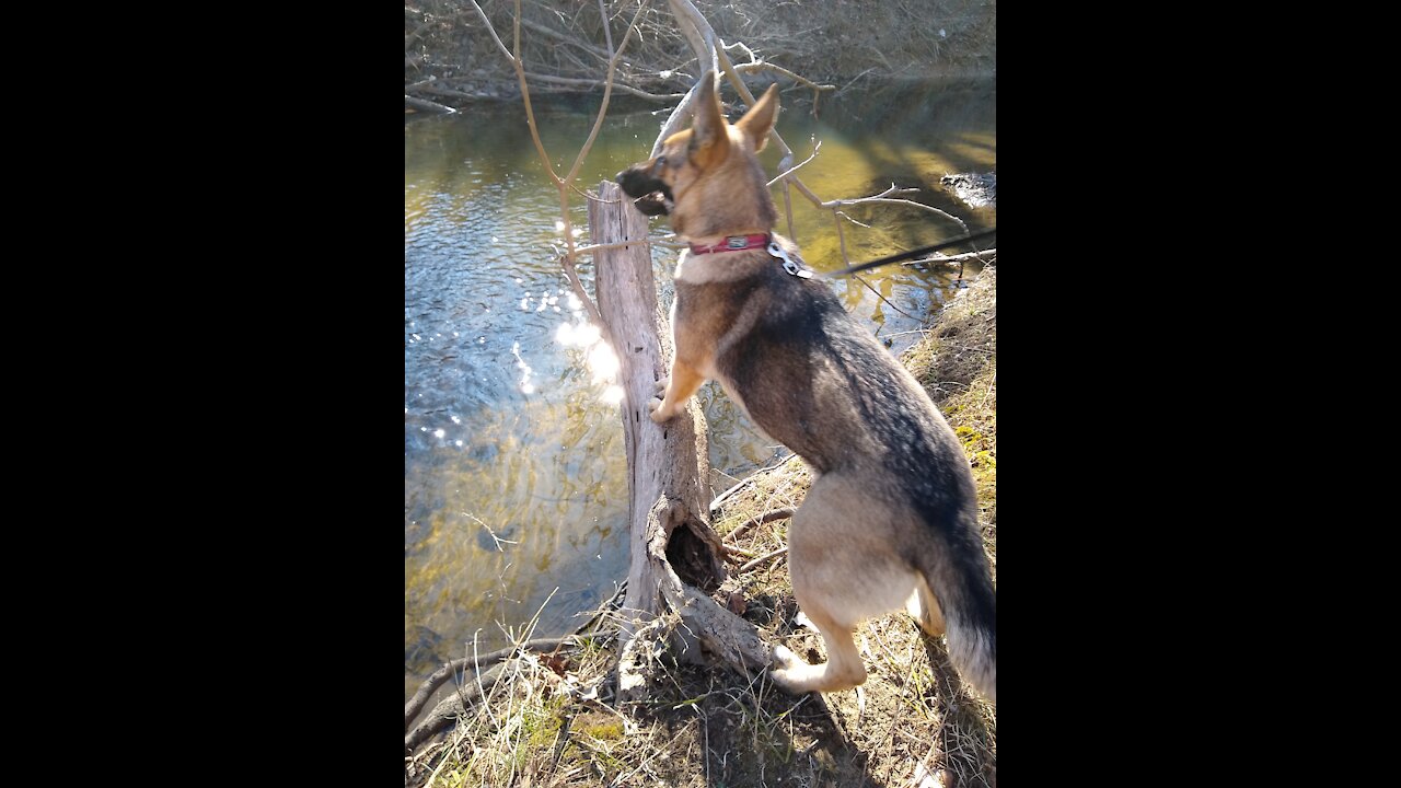 Fearless German Shepherd scared of a ghost?