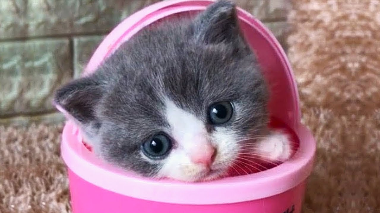 Baby Cats - Cute and Funny Baby Cat Videos Compilation