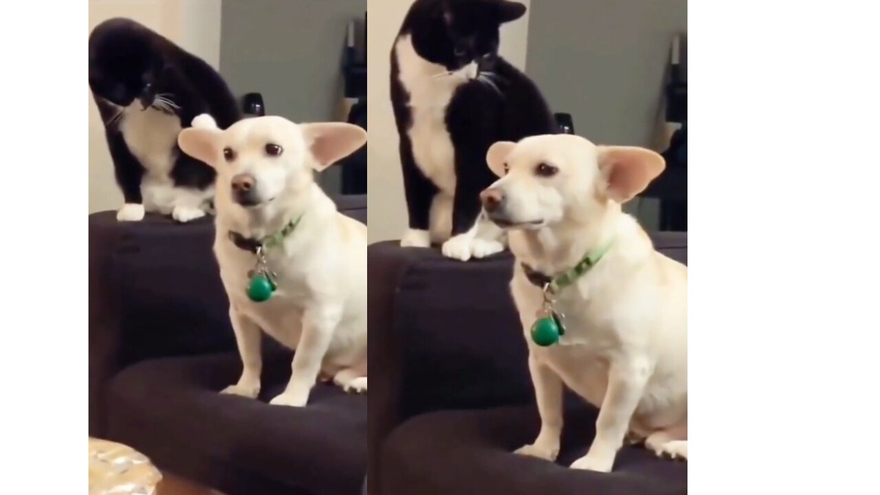 Funny cat hits innocent dog in a hilarious way