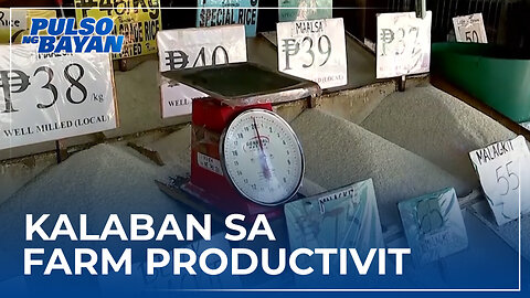 Price control sa bigas, numero unong kalaban sa farm productivity—Agri Group