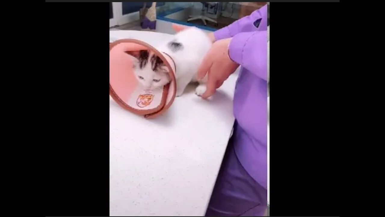 Funny_Cat_Injection