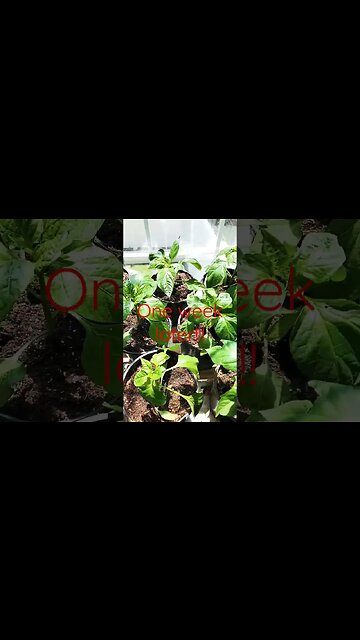 One week after transplanting pepper plants indoors #shortsvideo #gardening #seedlings #yellowpeppers