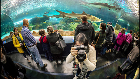Canon 6D mark II @ Ripley's Aquarium of Canada