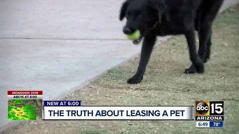 The hidden truths about leasing a pet