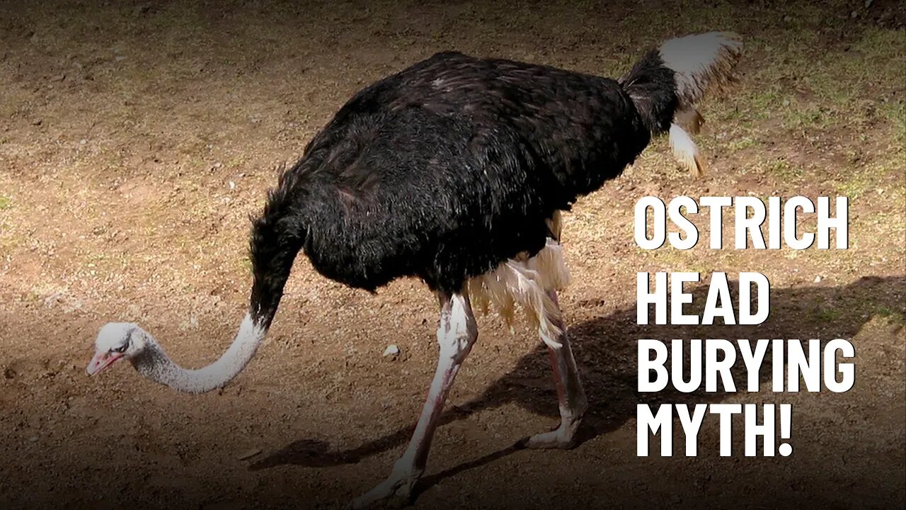 Do Ostriches Really Bury Their Heads in the Sand?