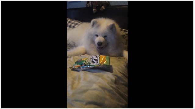 Samoyed helps herself to tasty snacks