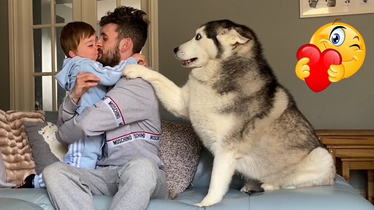 Hilarious Jealous Husky & Puppy When I Cuddle My Baby Prank!