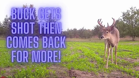 Buck gets shot then comes back for more!