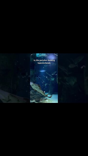 Sharks have an astonishing variety of shapes, sizes, and habitats #sharks #shorts