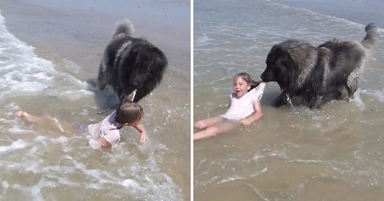 Smart Dogs Help People 😍