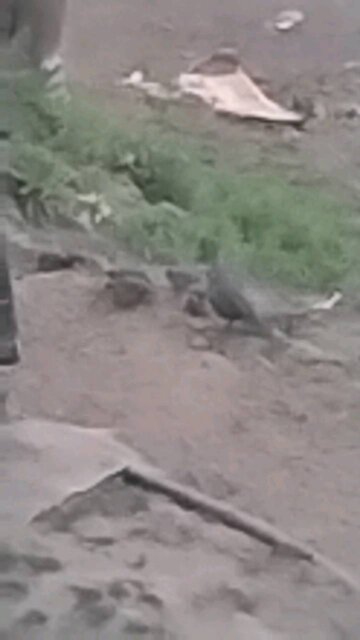 California quail 13 chicks