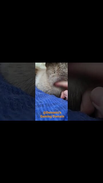 sharing my heating pad with my baby #viral #cat #cinder #kitten #shortvideo